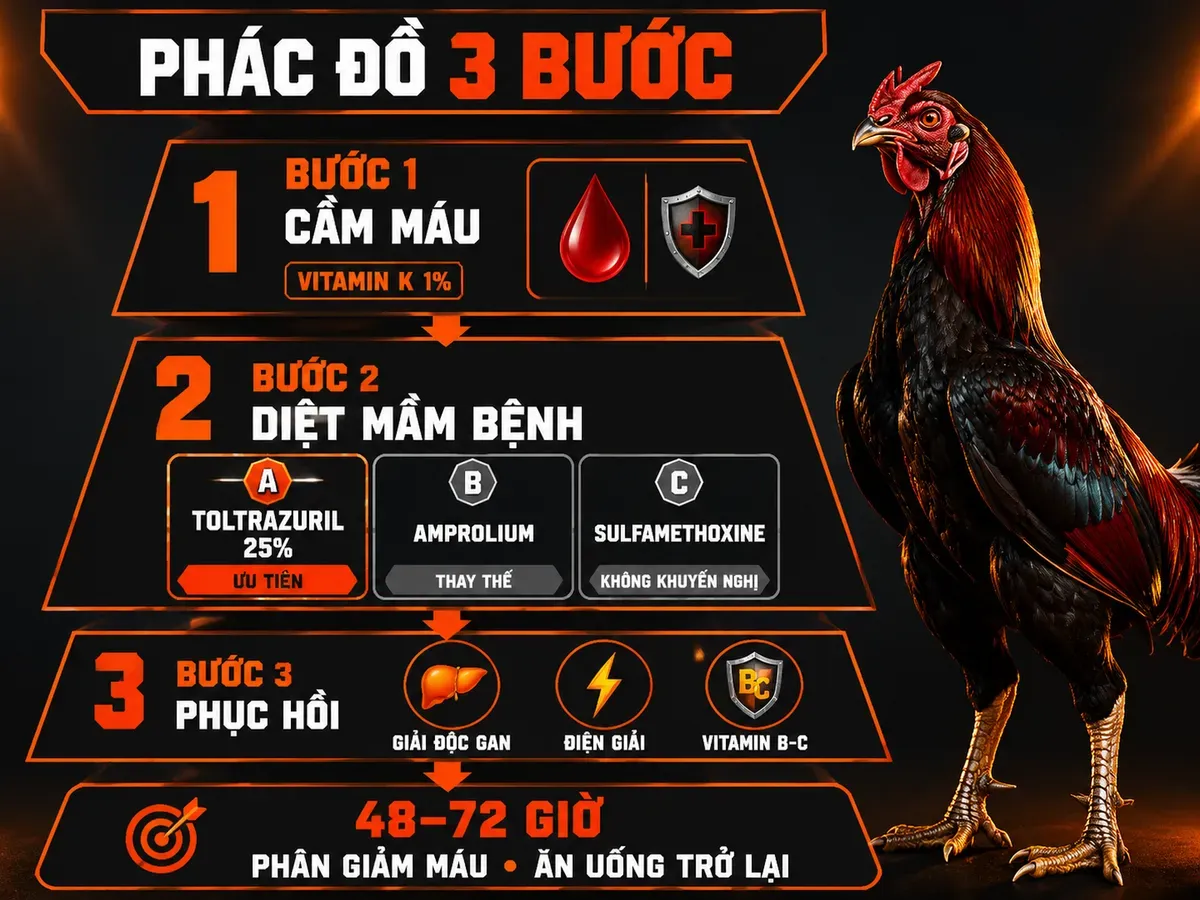 Infographic phác đồ điều trị cầu trùng gà 3 bước cầm máu diệt mầm bệnh phục hồi cho gà chiến