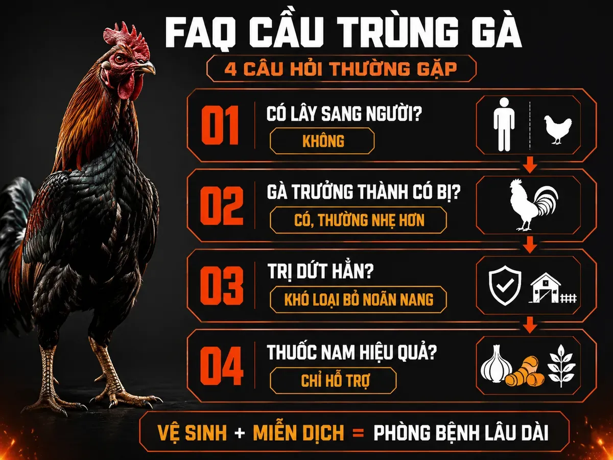 Infographic câu hỏi thường gặp về bệnh cầu trùng gà: lây sang người, tái nhiễm ở gà trưởng thành, khả năng trị dứt và hiệu quả thuốc nam