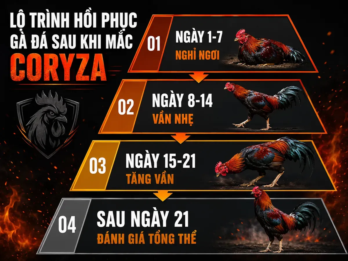 Hướng dẫn phục hồi gà chiến sau Coryza, phân tầng theo ngày, nhãn rõ ràng, infographic phong cách mạnh mẽ