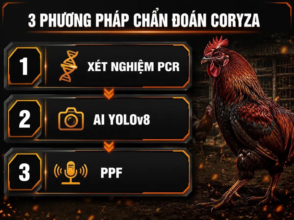Xu hướng công nghệ chẩn đoán Coryza gà: PCR, AI YOLOv8, PPF