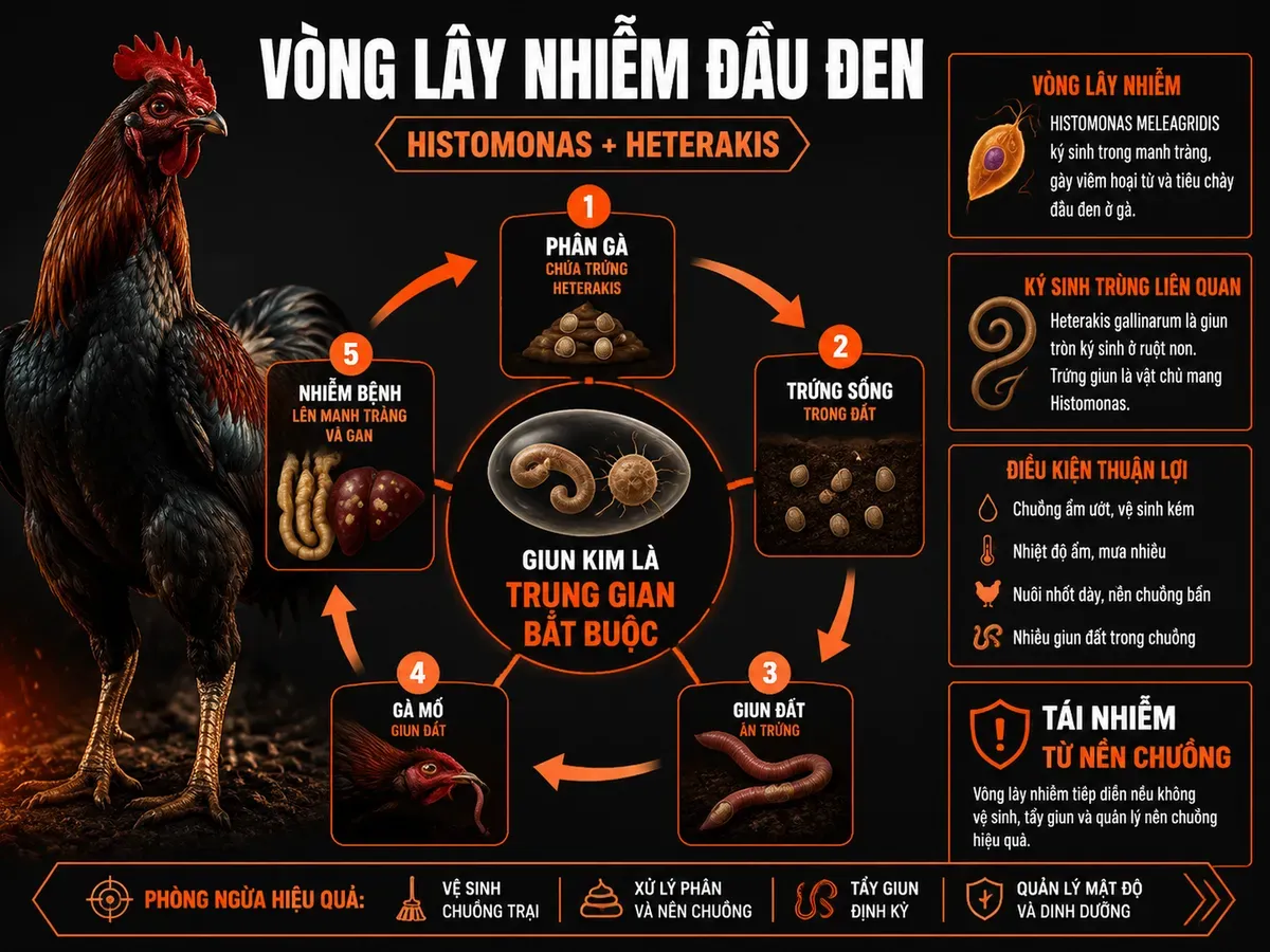 Sơ đồ vòng đời lây nhiễm bệnh đầu đen Histomoniasis ở gà qua giun kim Heterakis và giun đất