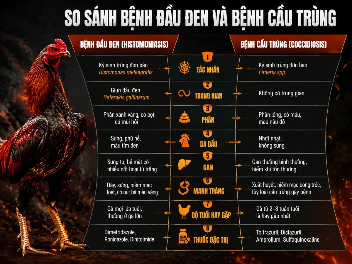So sánh chi tiết bệnh đầu đen và bệnh cầu trùng gà, bảng phễu phân tầng thông tin, gà chiến oai vệ