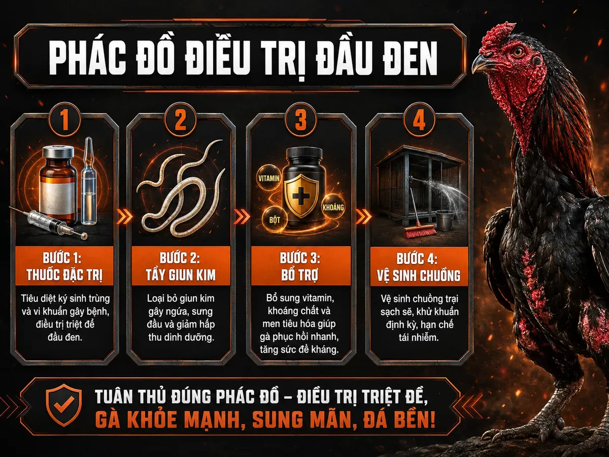 Infographic phác đồ điều trị bệnh đầu đen ở gà chiến, 4 bước dễ hiểu, nhãn rõ ràng, phong cách mạnh mẽ