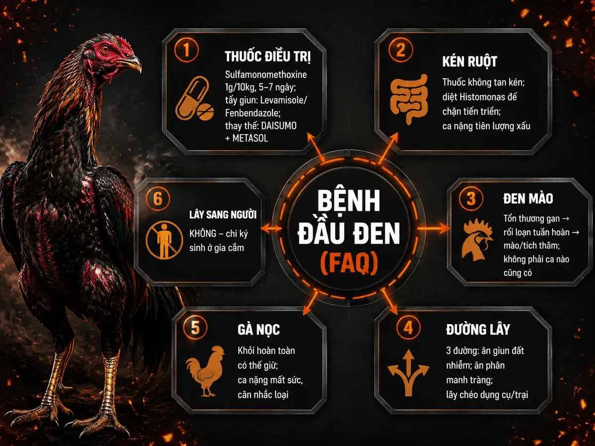 Infographic FAQ bệnh đầu đen gà: thuốc, kén ruột, đen mào, đường lây, gà nọc, lây sang người