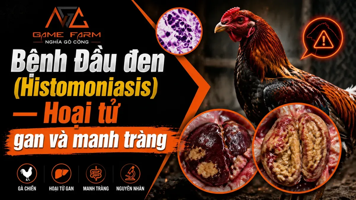 Bệnh Đầu Đen Gà (Histomoniasis): Nguyên Nhân, Triệu Chứng và Phác Đồ Điều Trị
