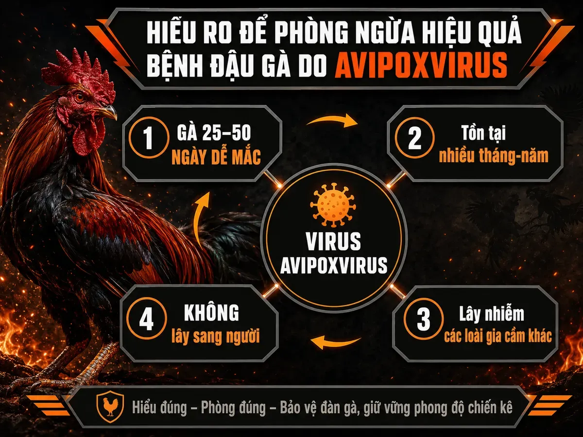 Diagram mô tả virus Avipoxvirus, gà dễ mắc, lây lan giữa gia cầm, không lây sang người