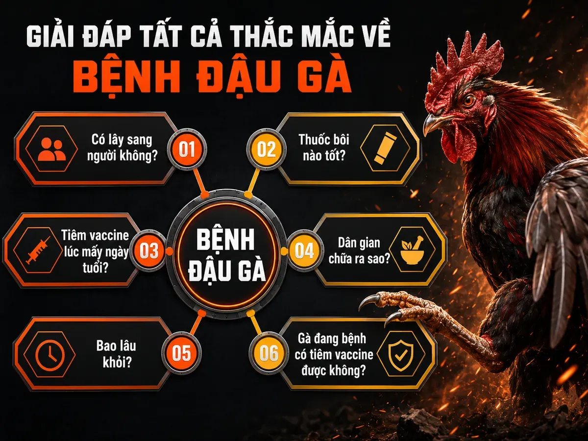 Infographic câu hỏi thường gặp về bệnh đậu gà, giải thích cách phòng và chữa trị gà chiến