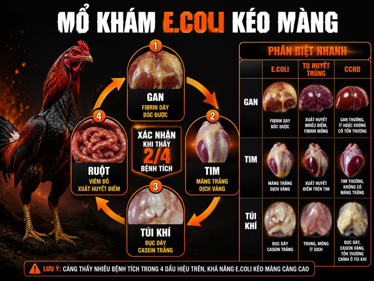 Infographic bệnh tích mổ khám E.coli kéo màng trên gà, so sánh gan tim túi khí ruột với tụ huyết trùng và CCRD