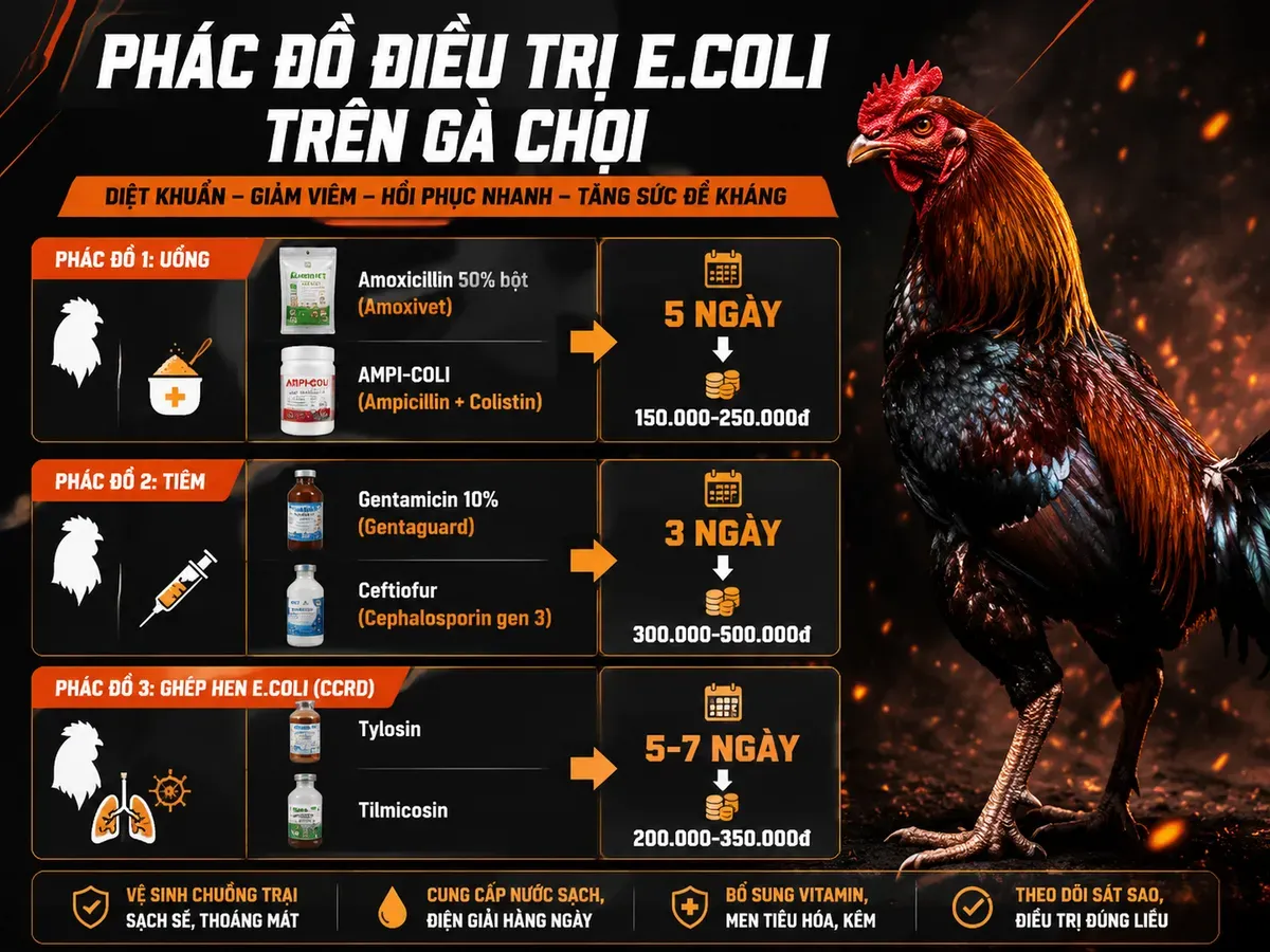 <vi SEO>Infographic phác đồ điều trị E.coli kéo màng trên gà chiến, gồm uống, tiêm, ghép hen, liều và chi phí