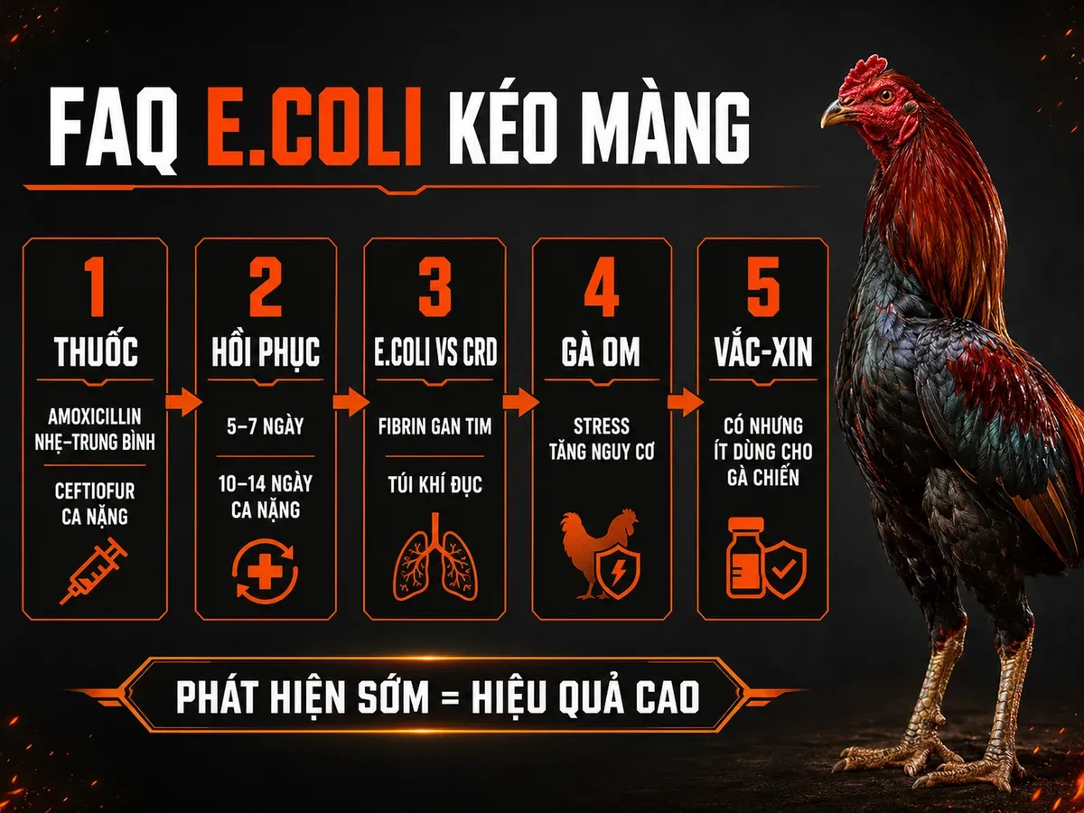 Infographic câu hỏi thường gặp về bệnh E.coli kéo màng trên gà chiến: thuốc điều trị, thời gian khỏi bệnh, phân biệt CRD, nguy cơ khi om và vắc-xin.