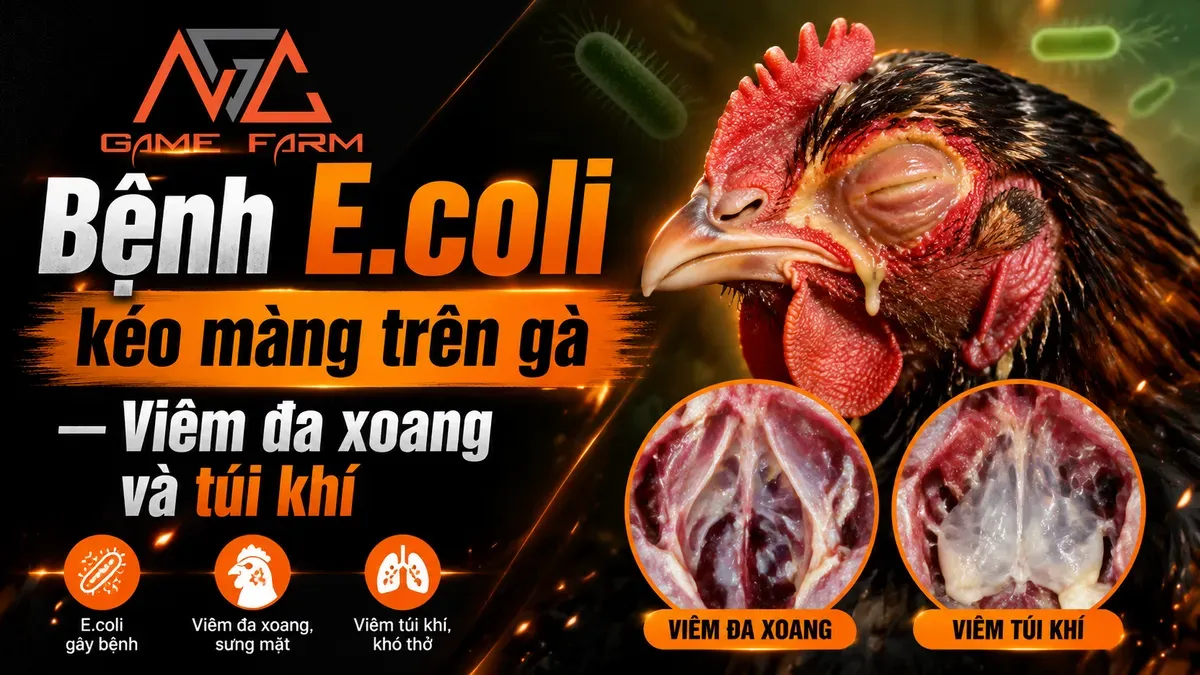 Bệnh E.coli Kéo Màng Trên Gà: Triệu Chứng, Bệnh Tích Mổ Khám và Phác Đồ Điều Trị