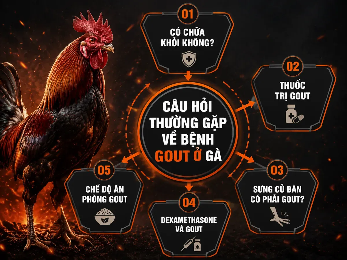 Infographic hướng dẫn câu hỏi thường gặp về bệnh gout ở gà chiến, các nguyên nhân, thuốc và phòng bệnh