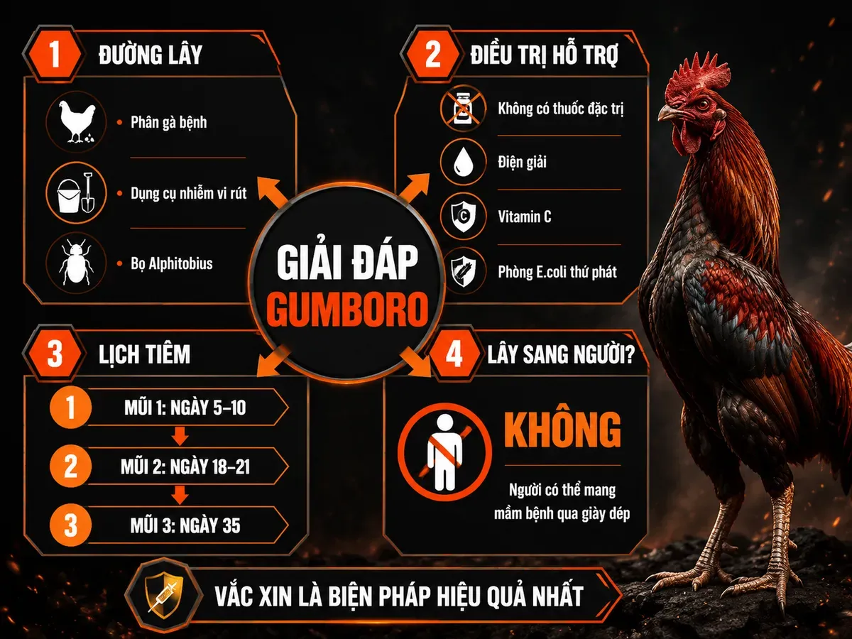 Infographic câu hỏi thường gặp bệnh Gumboro ở gà: đường lây, điều trị, lịch tiêm vắc xin và lây sang người