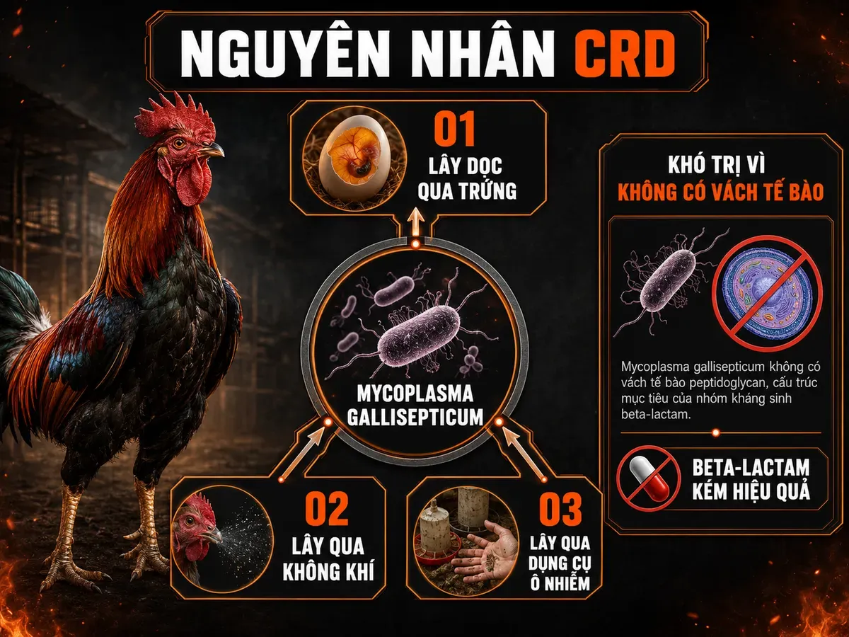 Sơ đồ Mycoplasma gallisepticum gây CRD ở gà và ba con đường lây truyền chính