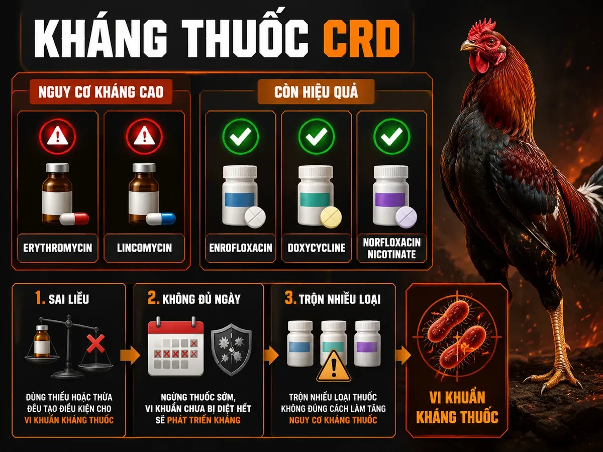 Infographic so sánh kháng sinh CRD ở gà, nhóm nguy cơ kháng cao và nhóm còn hiệu quả cùng nguyên nhân kháng thuốc.