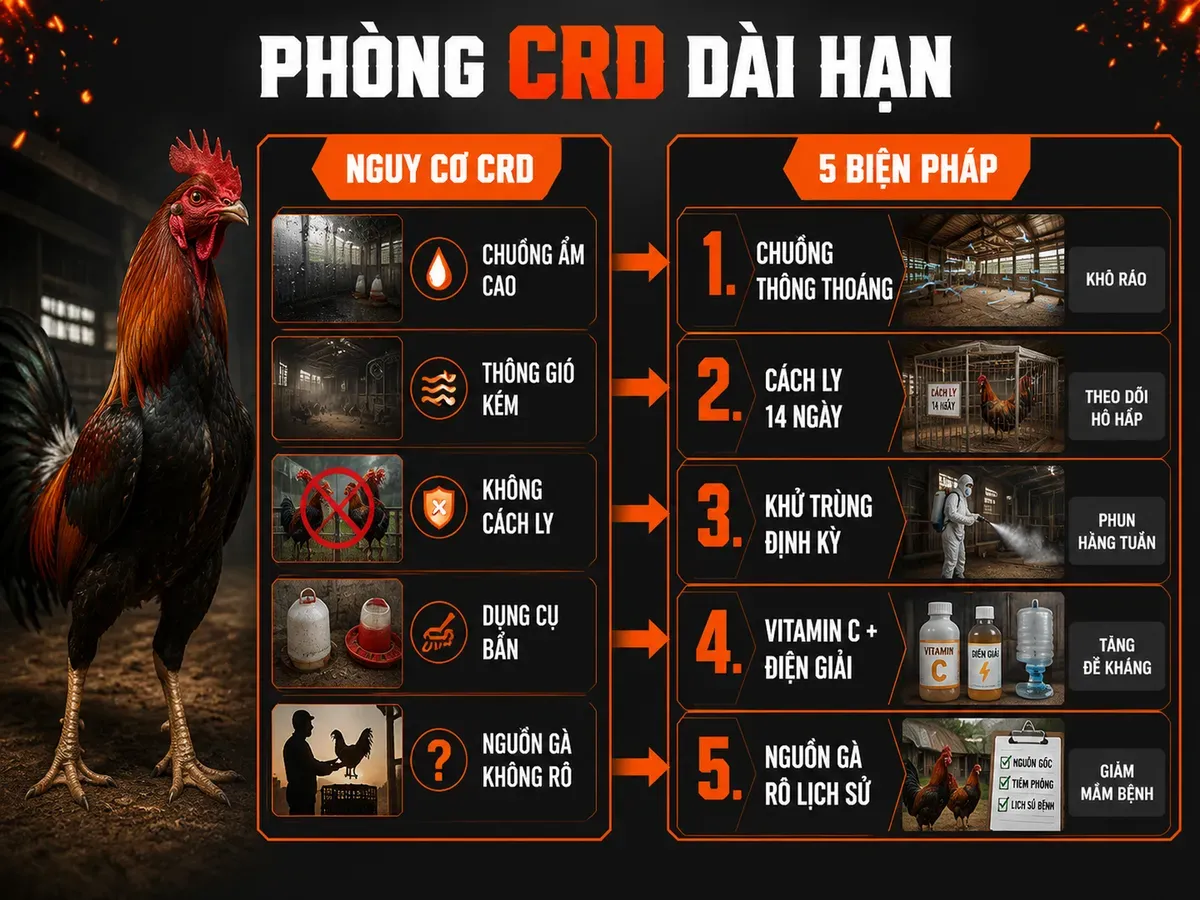 Infographic 5 biện pháp phòng bệnh CRD dài hạn cho trại gà chiến: chuồng thoáng, cách ly 14 ngày, khử trùng, vitamin điện giải và chọn nguồn giống an toàn.