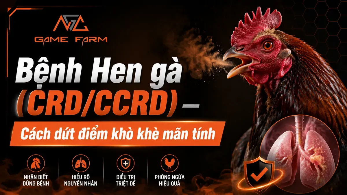 Bệnh Hen Gà (CRD/CCRD): Nguyên Nhân, Triệu Chứng và Phác Đồ Dứt Điểm