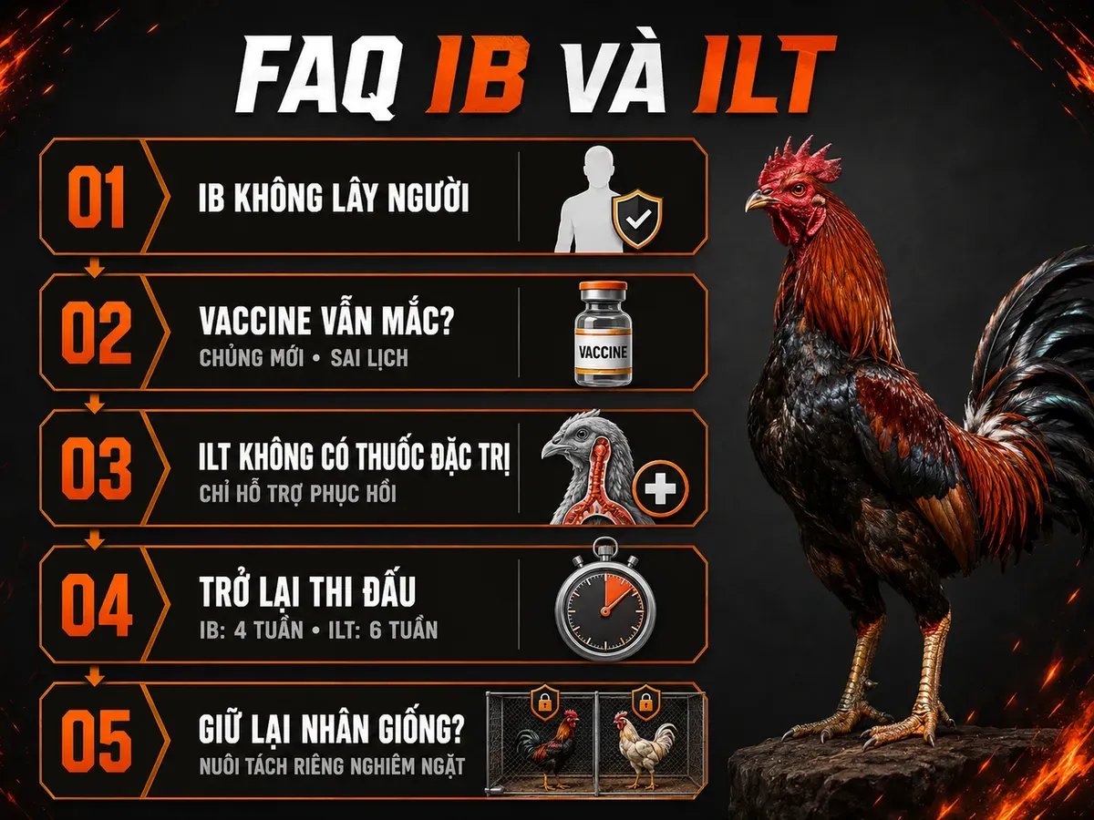 Infographic câu hỏi thường gặp về bệnh IB và ILT trên gà chiến, phân biệt nguy cơ lây nhiễm, vaccine, điều trị và phục hồi