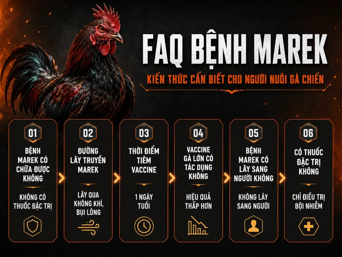 Infographic FAQ bệnh Marek ở gà: triệu chứng, lây lan, vaccine và điều trị
