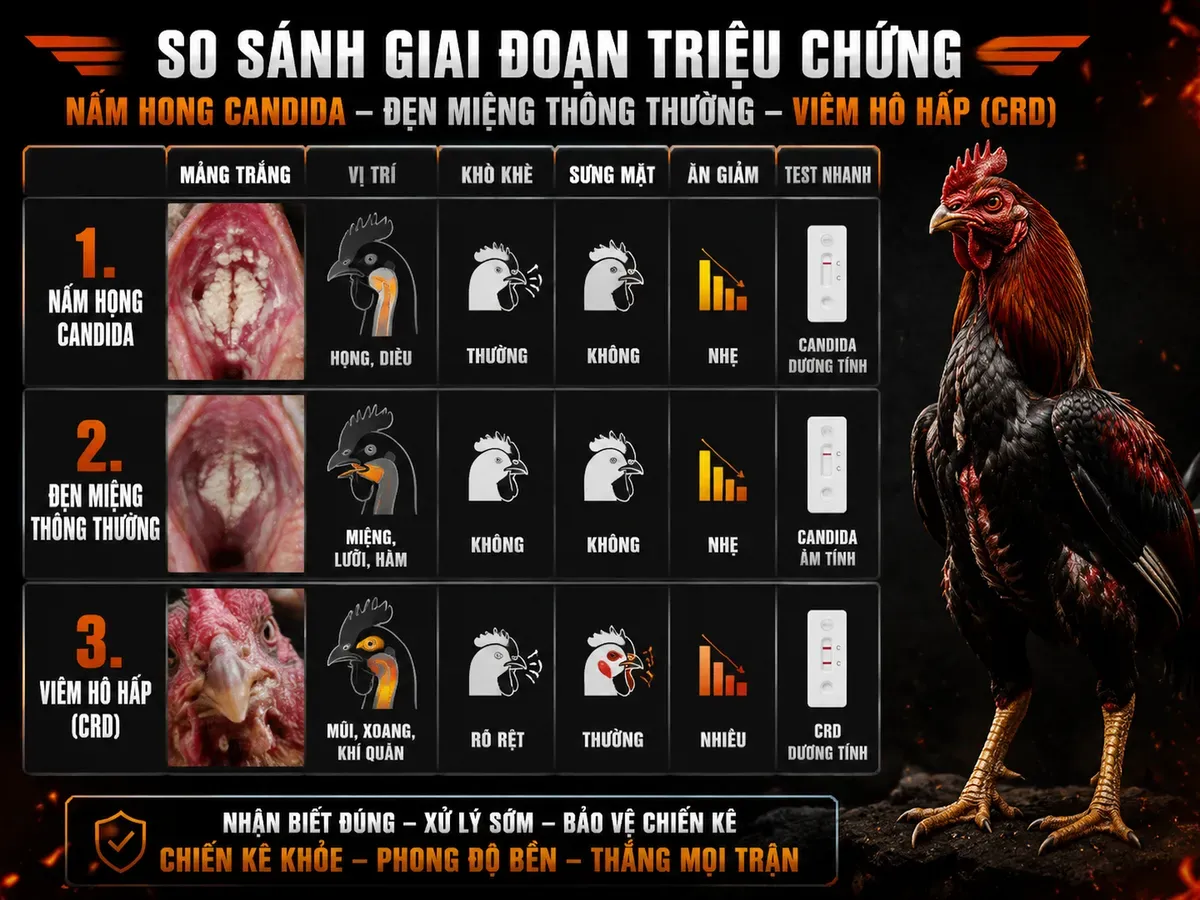 <vi SEO>Ảnh minh hoạ bảng so sánh triệu chứng nấm họng gà, đẹn miệng và viêm hô hấp