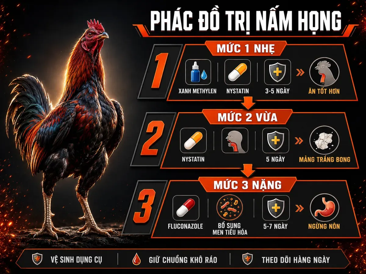 Infographic phác đồ trị nấm họng gà theo 3 mức độ với Nystatin Fluconazole và xanh methylen