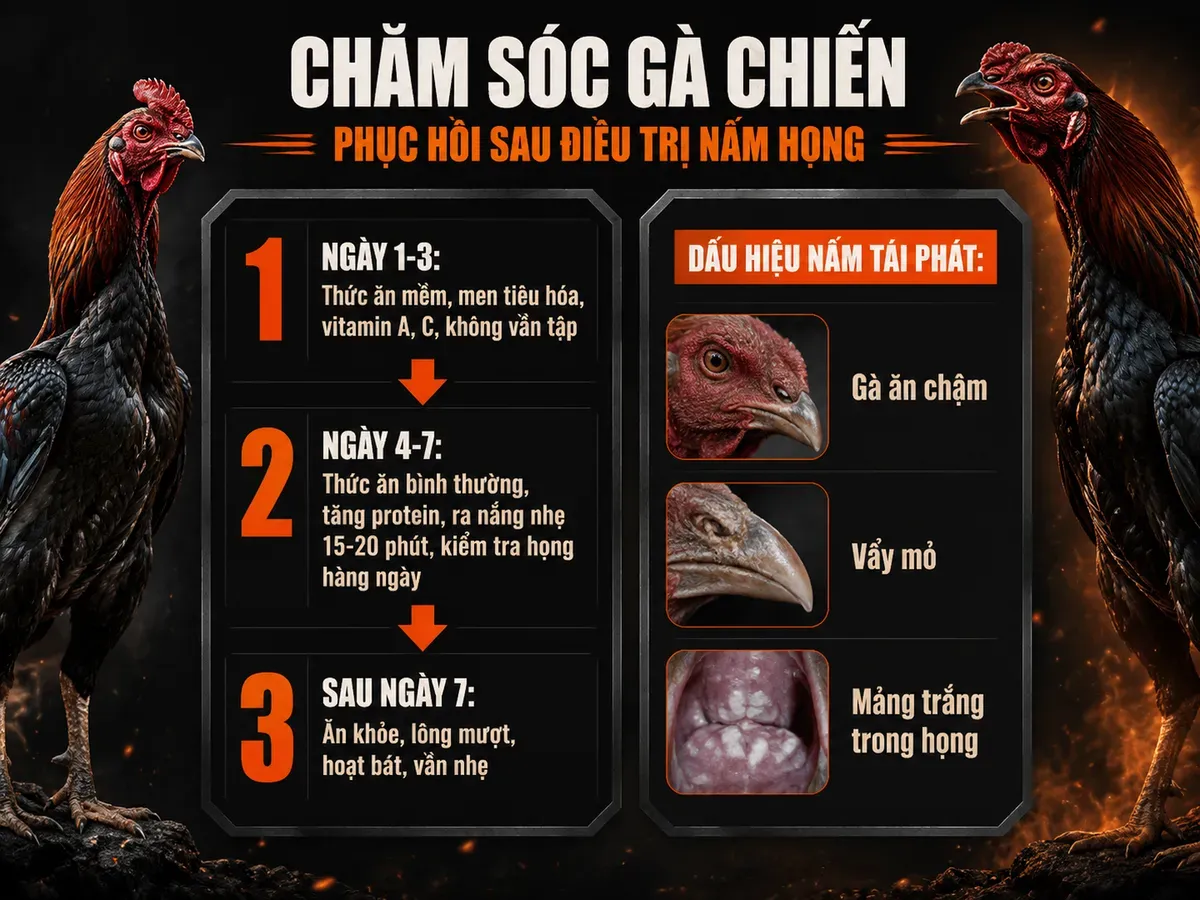Infographic chăm sóc gà sau khỏi nấm họng, trình bày ngày phục hồi và dấu hiệu tái phát, phong cách mạnh mẽ, tối, gà chiến oai vệ.
