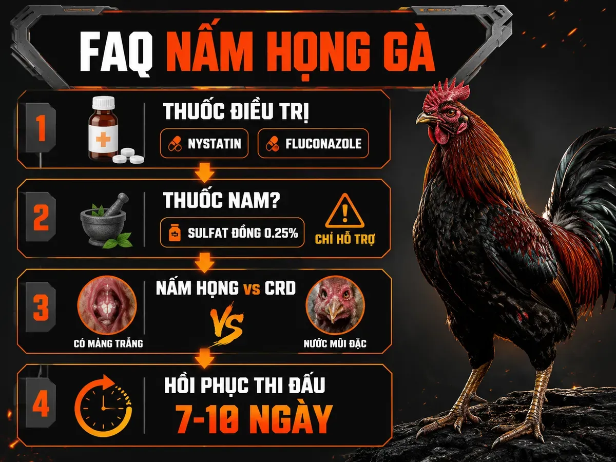 Infographic câu hỏi thường gặp về nấm họng gà, phân biệt CRD và hướng điều trị