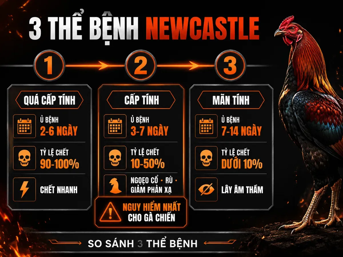 Infographic phân loại 3 thể bệnh Newcastle ở gà chiến: quá cấp tính, cấp tính và mãn tính