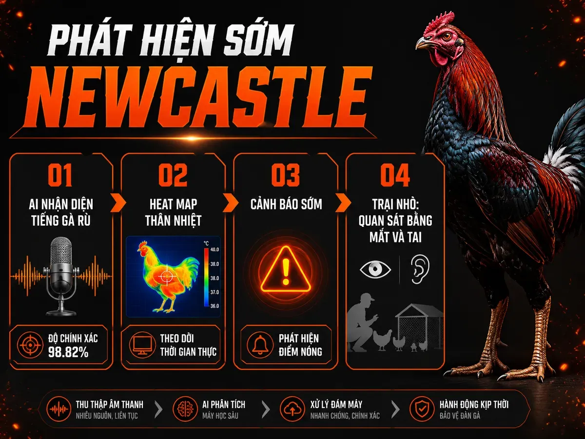 Infographic phát hiện sớm bệnh Newcastle bằng AI với nhận diện âm thanh, bản đồ nhiệt và cảnh báo sớm trong đàn gà.
