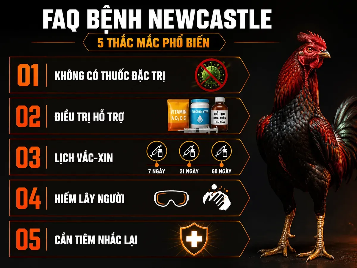 Infographic câu hỏi thường gặp bệnh Newcastle ở gà, thuốc điều trị, lịch vắc-xin và miễn dịch
