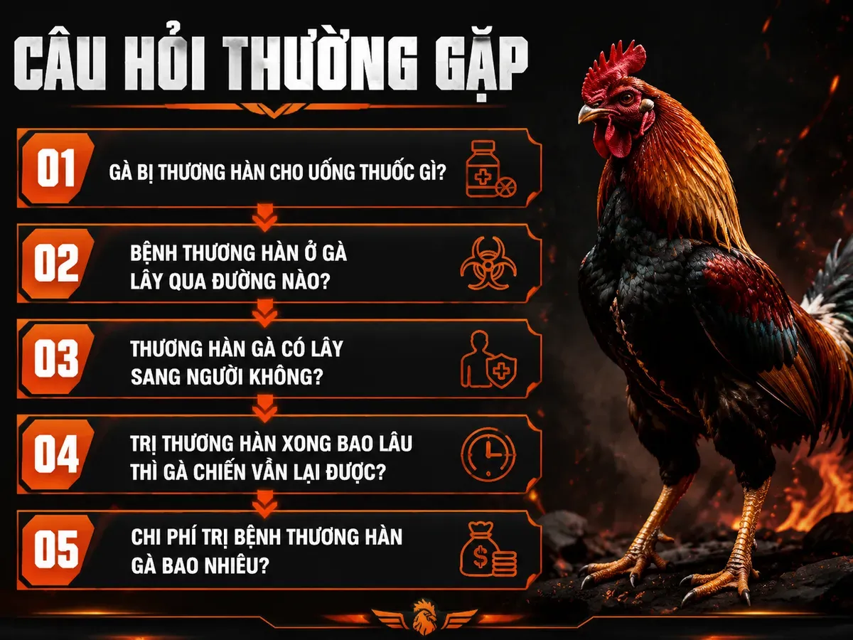 Infographic hướng dẫn câu hỏi thường gặp về bệnh thương hàn gà: thuốc, đường lây, phòng ngừa, phục hồi và chi phí