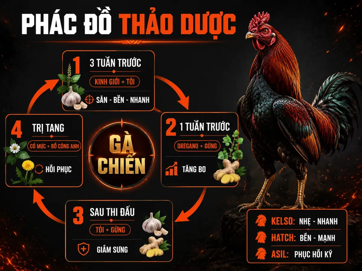 Infographic thảo dược cho gà chiến theo 4 giai đoạn phục hồi tăng bo và trị tang