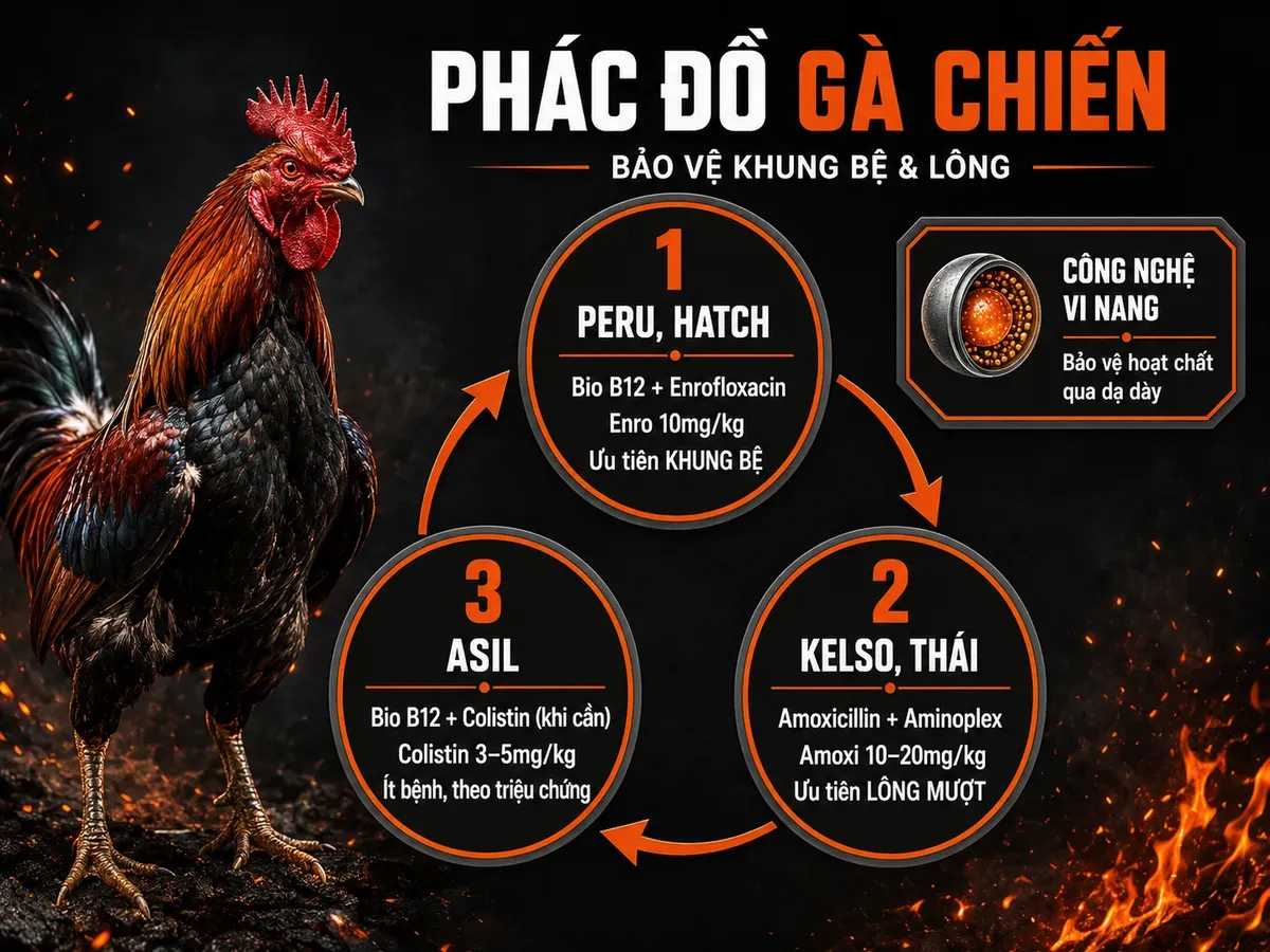 Sơ đồ phác đồ kháng sinh cho gà chiến theo dòng gà Peru Kelso Asil kèm liều và mục tiêu phát triển