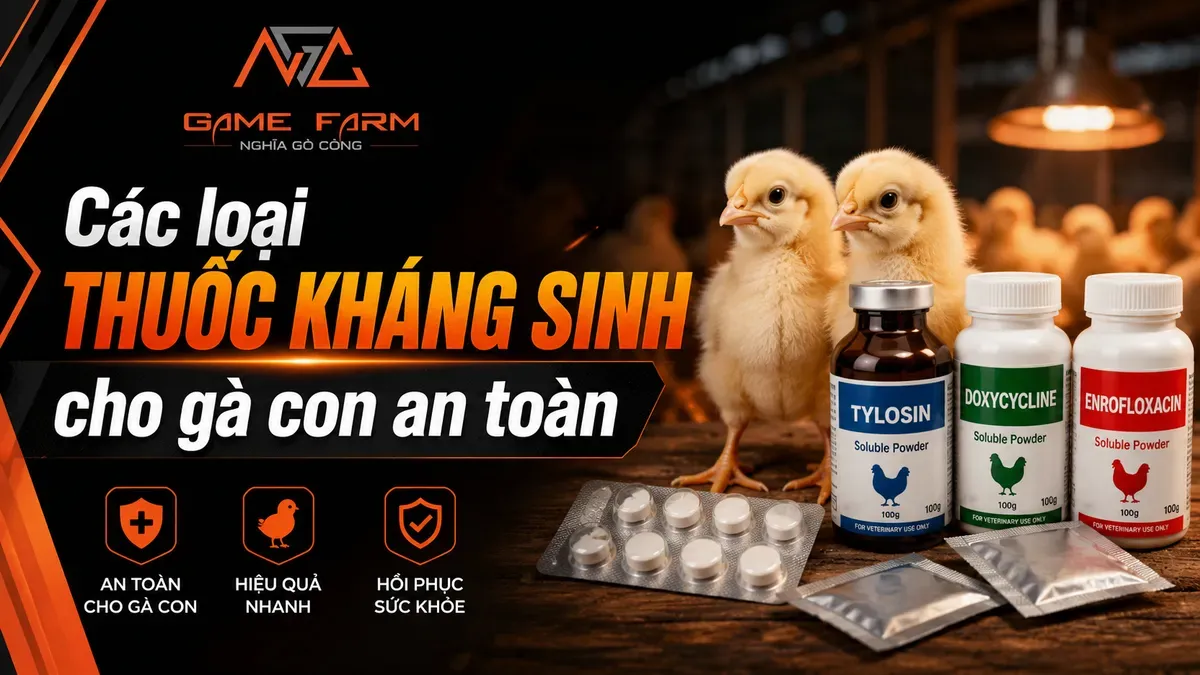 Các loại thuốc kháng sinh cho gà con: Phân loại, liều lượng và phác đồ 30 ngày an toàn