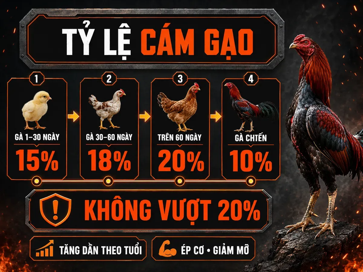 Infographic tỷ lệ phối trộn cám gạo theo tuổi gà và công thức gà chiến, giới hạn an toàn 20%