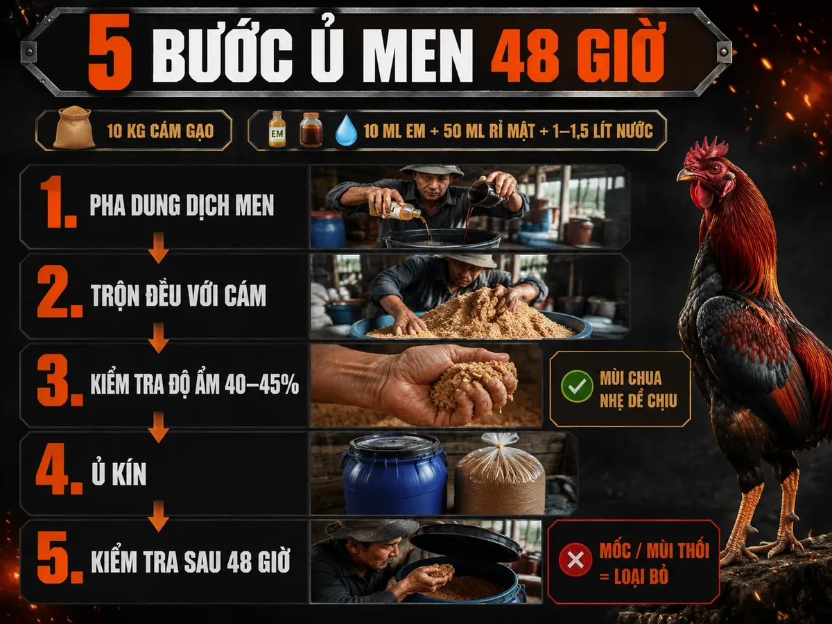 Infographic 5 bước ủ men cám gạo chuẩn 48 giờ cho gà đá với tỷ lệ EM, rỉ mật và kiểm tra độ ẩm