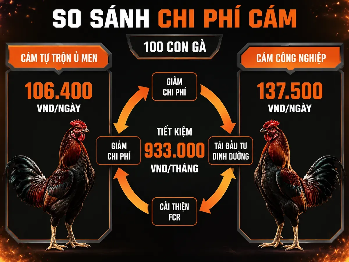 So sánh chi phí cám tự trộn ủ men và cám công nghiệp cho 100 con gà, tiết kiệm gần 1 triệu đồng mỗi tháng