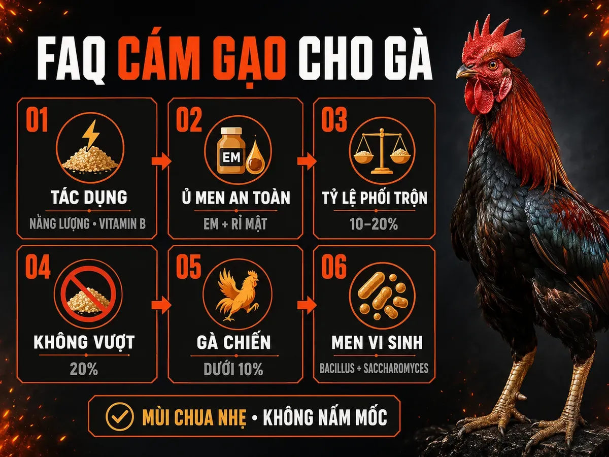 Infographic câu hỏi thường gặp về cám gạo cho gà: công dụng, ủ men, tỷ lệ phối trộn và giới hạn sử dụng