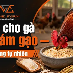 Cách cho gà ăn cám gạo — Hướng dẫn tỷ lệ phối trộn và ủ men chuẩn
