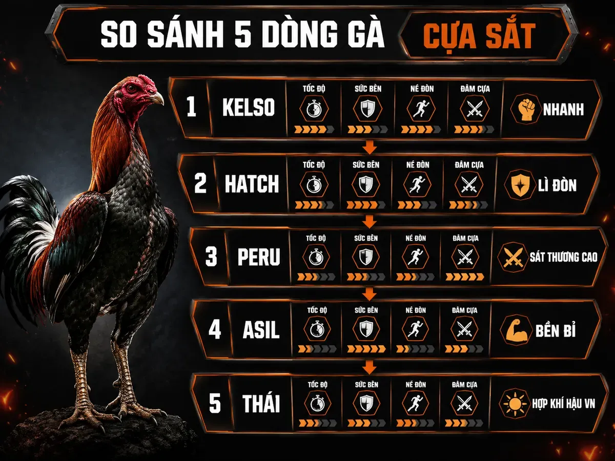 So sánh Kelso Hatch Peru Asil Thái cho thi đấu cựa sắt bằng infographic phân tầng tốc độ sức bền né đòn và đâm cựa
