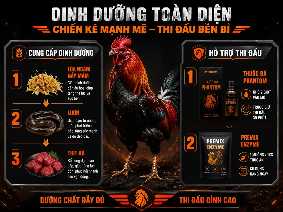 Hình ảnh minh họa so sánh chế độ dinh dưỡng và thuốc bổ trợ cho gà tơ 4-6 tháng, giúp tăng phản xạ và sức bền chiến kê