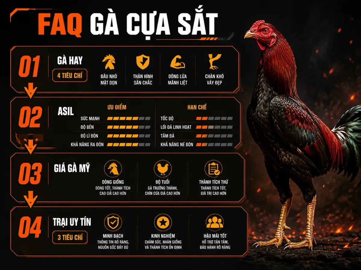 Infographic câu hỏi thường gặp khi chọn gà đá cựa sắt với 4 tiêu chí đánh giá, Asil, giá gà Mỹ và tiêu chí chọn trại uy tín.
