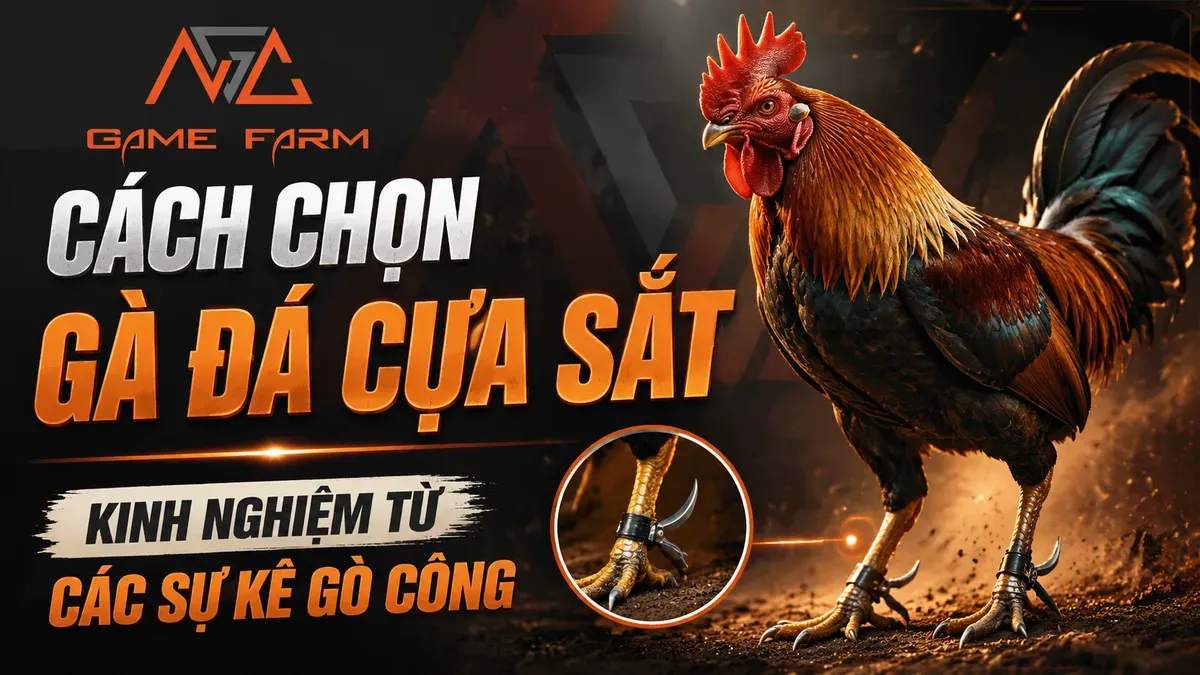 Cách chọn gà đá cựa sắt: kinh nghiệm thực chiến từ sư kê Gò Công