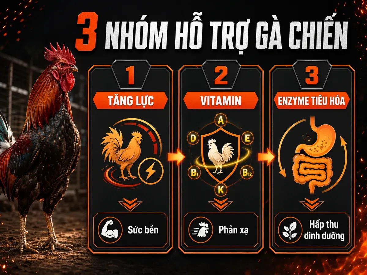 Infographic 3 nhóm thuốc bổ và sản phẩm hỗ trợ cho gà chiến: tăng lực, vitamin thần kinh và enzyme tiêu hóa