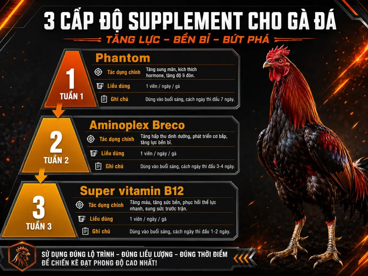 Sơ đồ tháp thuốc bổ trợ cho gà cựa sắt, hiển thị Phantom, Aminoplex Breco, B12 với tác dụng, liều dùng, ghi chú