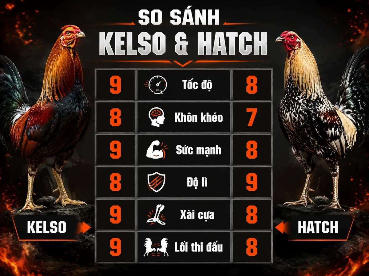 So sánh dòng gà cựa sắt Kelso và Hatch với chỉ số tốc độ, khôn khéo, sức mạnh, độ lì, xài cựa và lối thi đấu