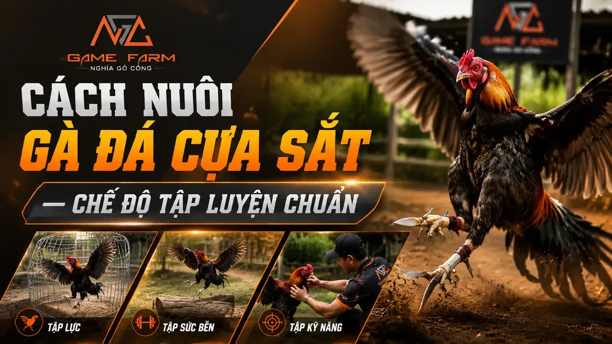 Cách Nuôi Gà Đá Cựa Sắt: Dinh Dưỡng, Tập Luyện và Biệt Dưỡng 21 Ngày Tới Pin