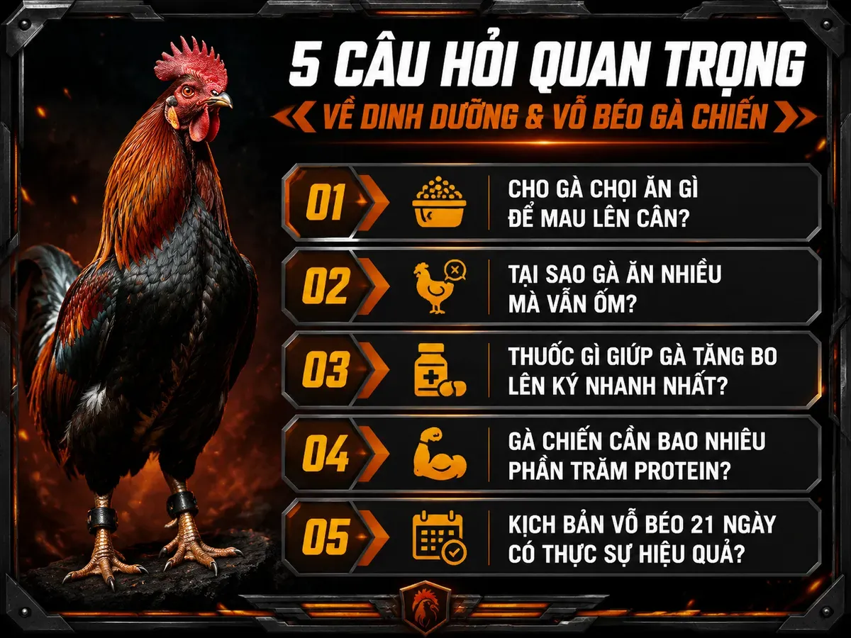 Câu Hỏi Thường Gặp