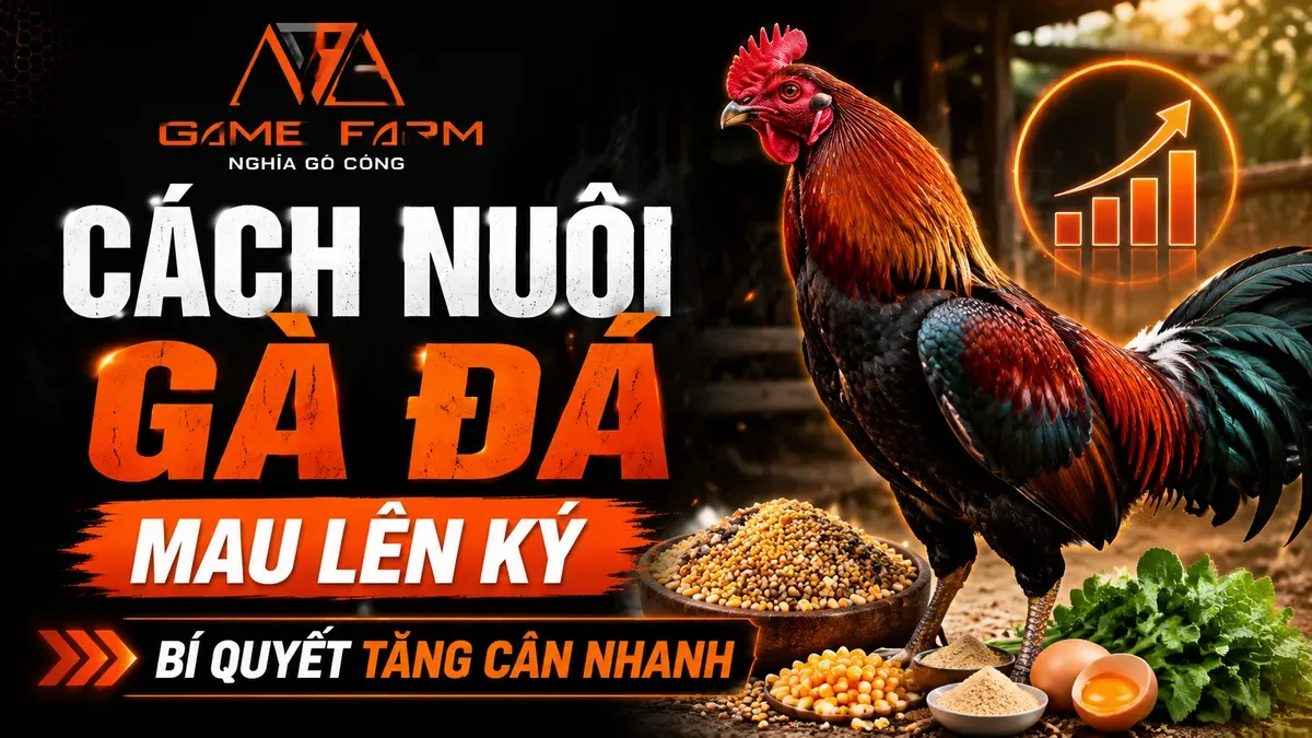 Cách Nuôi Gà Chiến Mau Lên Ký — Khẩu Phần Chuẩn Protein + Kịch Bản Vỗ Béo 21 Ngày