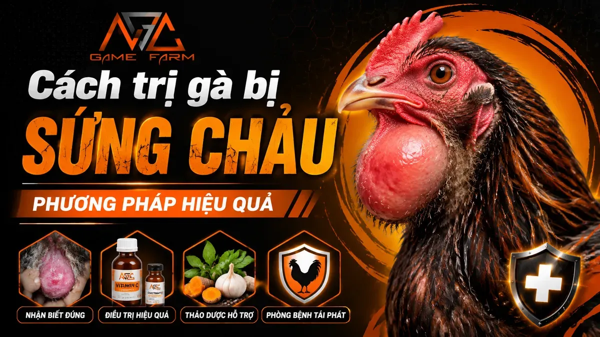 Cách Trị Gà Bị Sưng Chảu — Từ Mẹo Dân Gian Đến Phác Đồ Y Khoa
